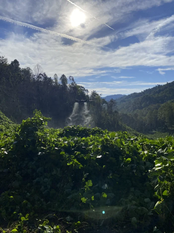 A drone spraying herbicide mist onto kudzu vines. 