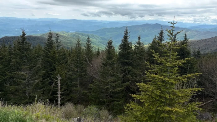 A landscape image of the Great Smoky Mountains Park. There are trees in immediate eyeline and mountains further out into the horizon. 