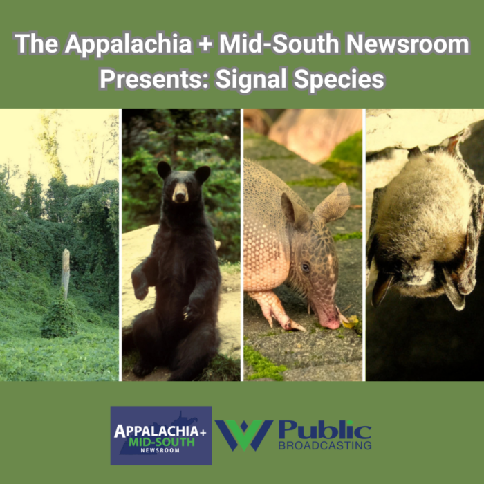 A composite image of four things: kudzu, black bears, armadillos, and bats against a green background. Text on the graphic reads, "The Appalachia + Mid-South Newsroom Presents: Signal Species." The AMSN and WVPB logos are also visible.