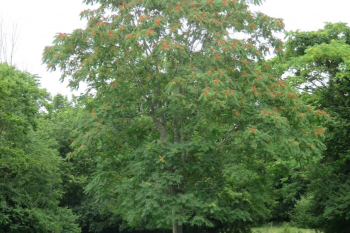 A large tree with distinctive seed clusters dominates the middle of the frame with other trees around it covered in foliage.