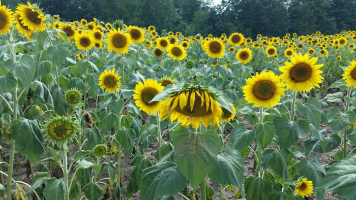 A green field with large yellow sunflower blooms