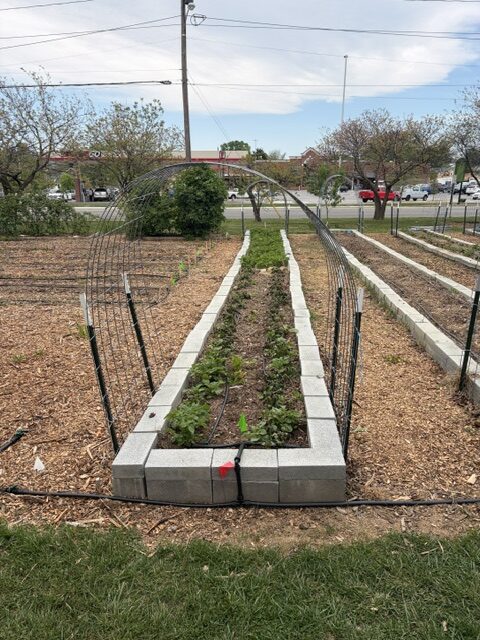 A portrait photo of a row of garden beds. There are arches covering the beds. 