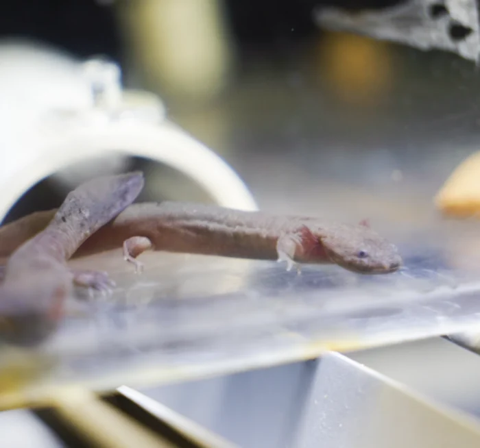 A close-up image of baby hellbender salamanders. 
