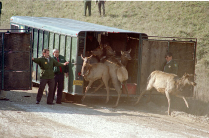 Elk running out of a trailer. There are two people standing on the left side of the trailer and another person standing against the open door of the trailer.