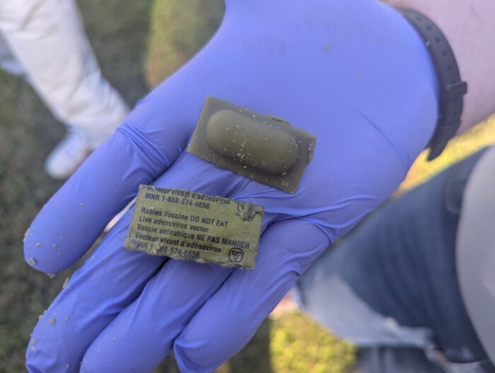 A gloved hand holds two oral rabies vaccine baits. The rectangular, olive green pellets are flat on one side and have a large oblong protrusion on the other side.