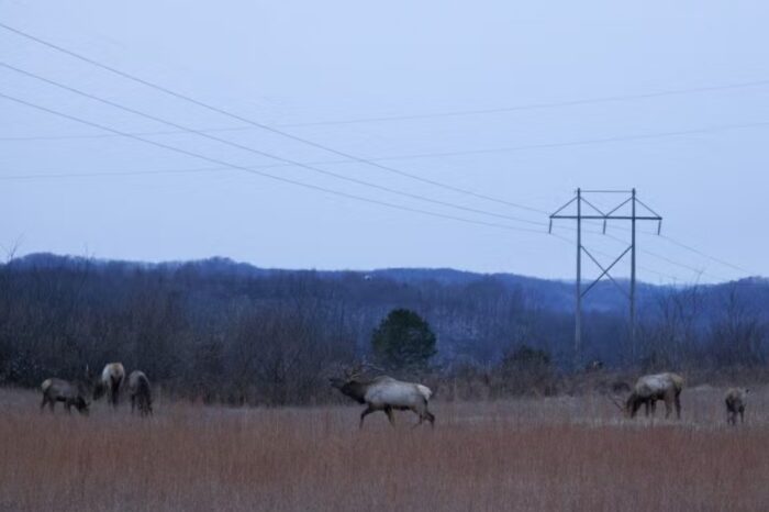 Elk running across a field. 