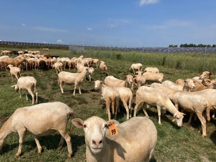 A landscape photo of sheep. 