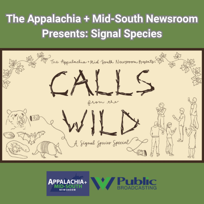 A graphic featuring tan and green colors. Text on the graphic reads, The Appalachia + Mid-South Newsroom Presents: Calls from the Wild, a Signal Species Special. The logos for WVPB and the Appalachia + Mid-South Newsroom are also visible.