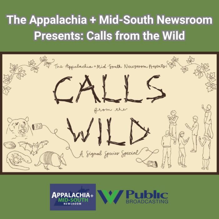 A graphic featuring tan and green colors. Text on the graphic reads, The Appalachia + Mid-South Newsroom Presents: Calls from the Wild, a Signal Species Special. The logos for WVPB and the Appalachia + Mid-South Newsroom are also visible.