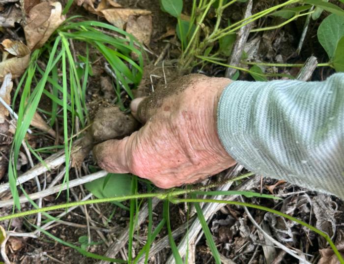 A hand reaches into dirt.