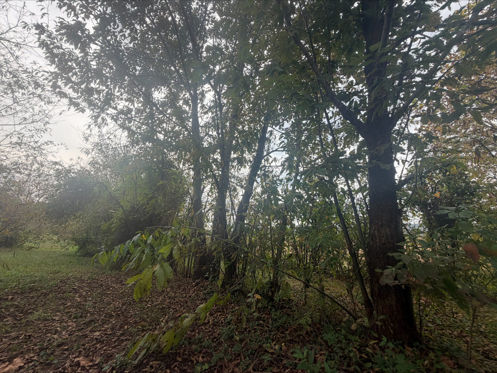 Data Center Threatens Rare American Chestnut Orchard In W.Va. - West ...