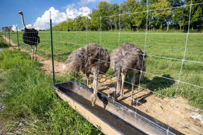 Two ostriches standing behind a fence in a field. 
