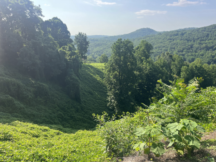 A landscape image of a mountain range of kudzu, a green, invasive plant. 