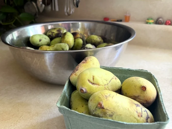Two containers of pawpaws, a tropical fruit native to Appalachia. They resemble pears in their yellow and green skin. 